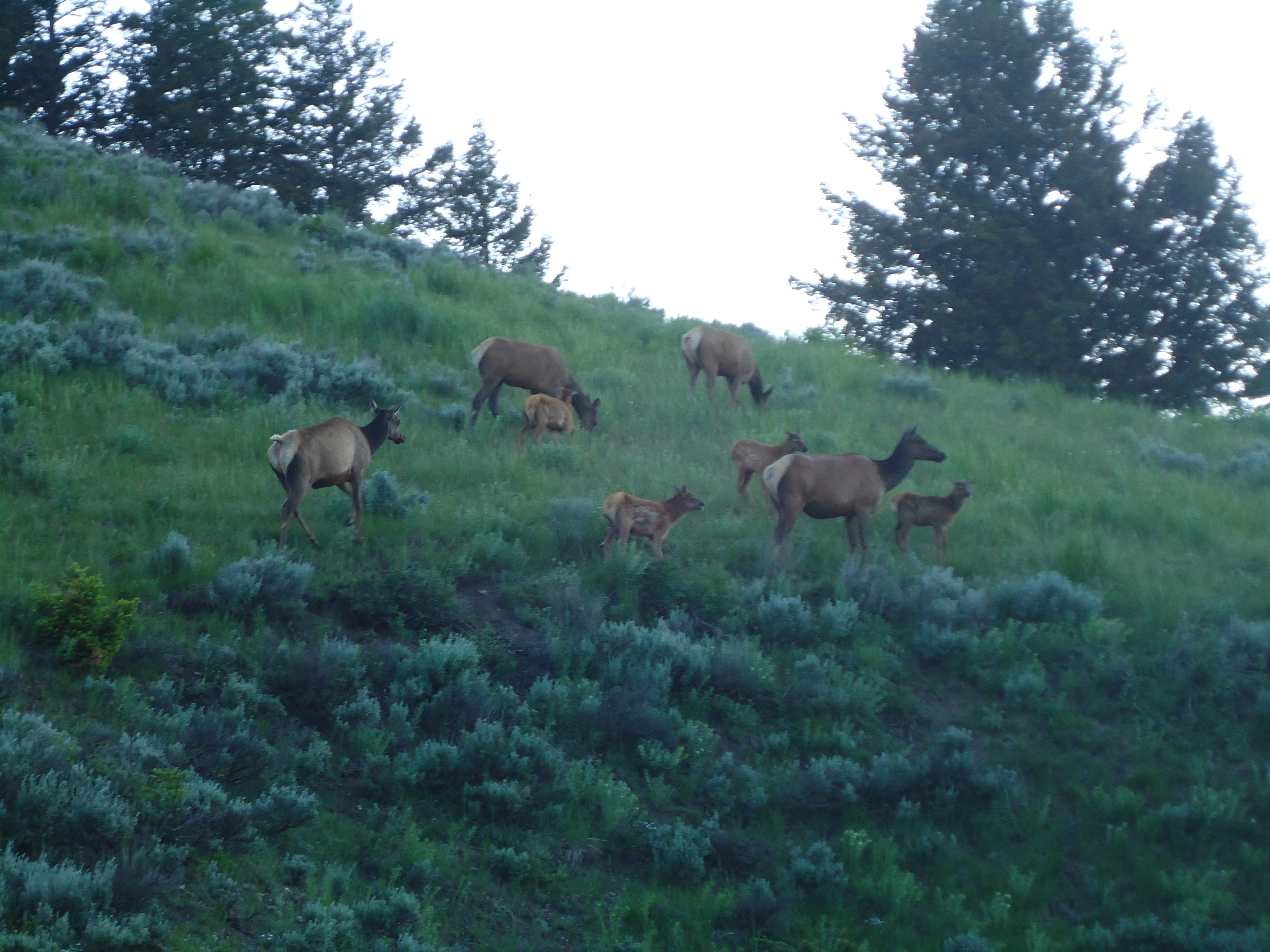 Elk, Yellowstone